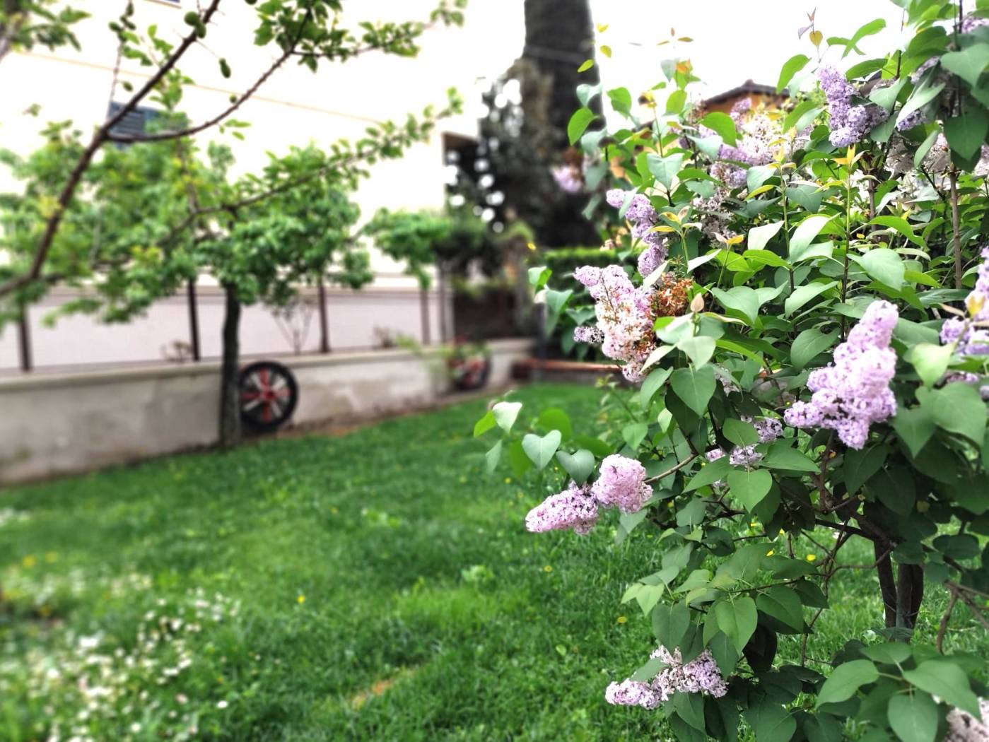 Giardino