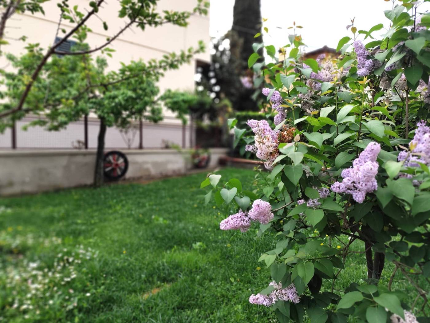 Giardino