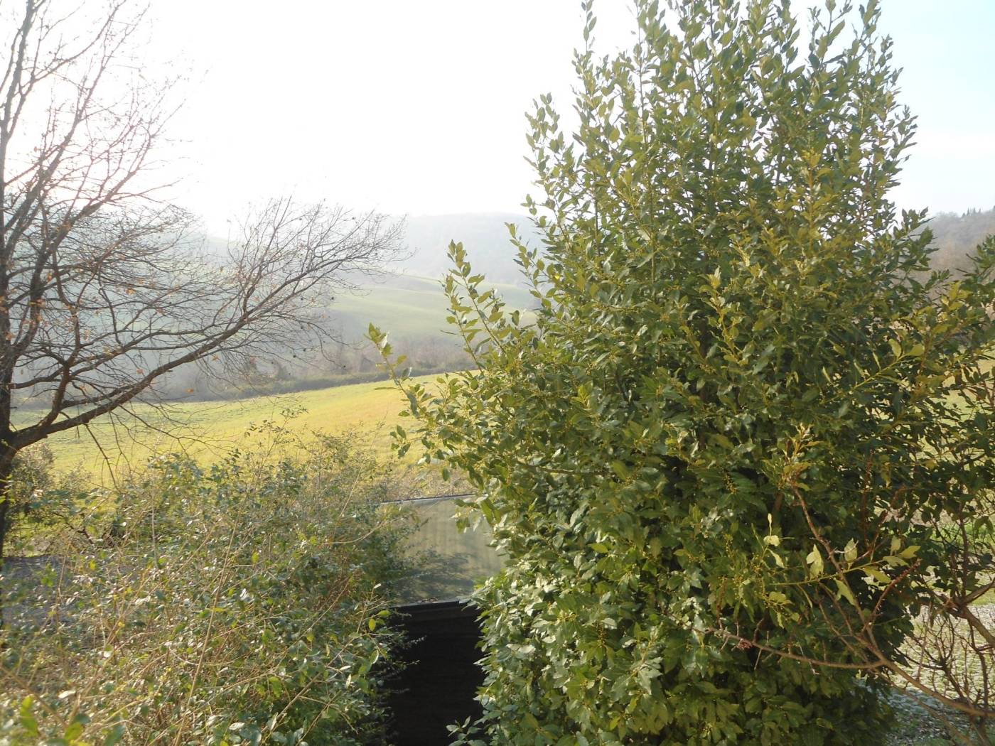 Vista