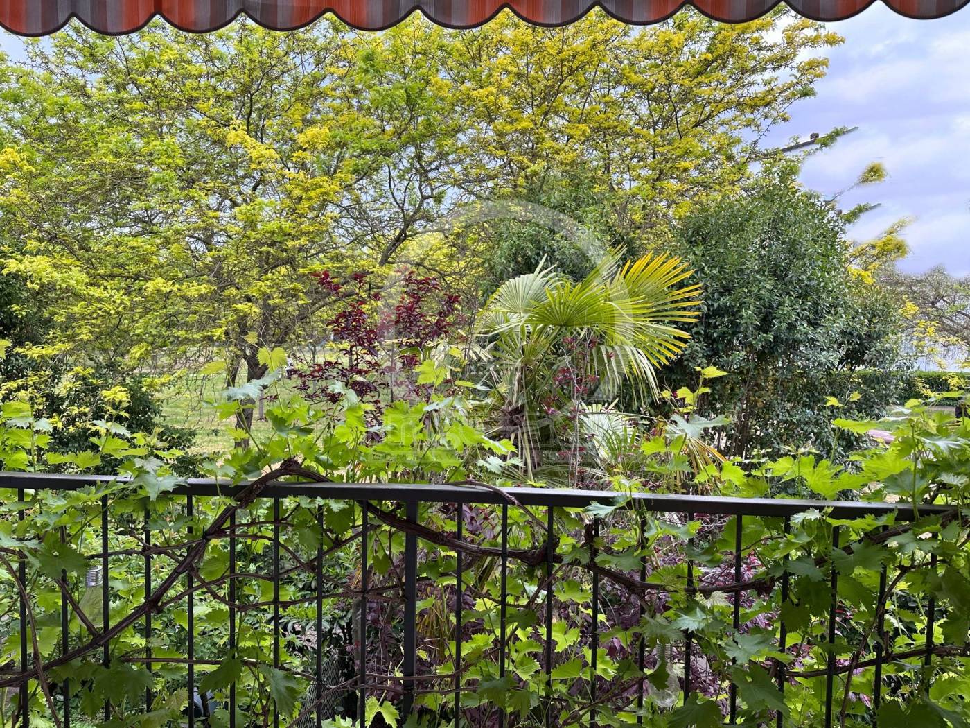 Vista