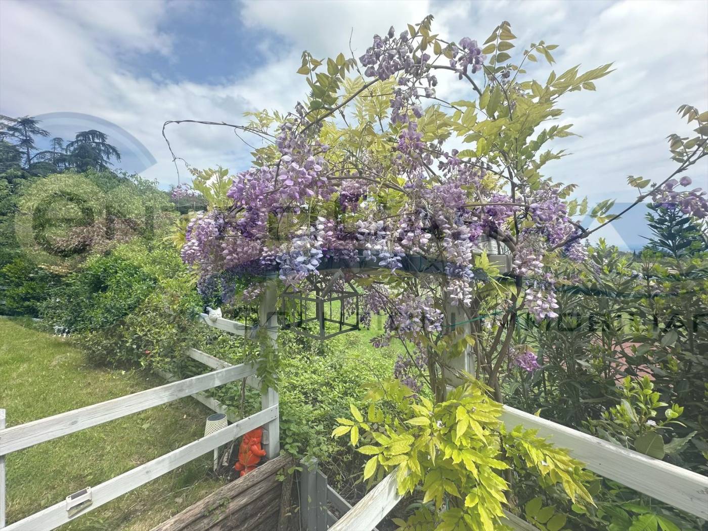 Vista