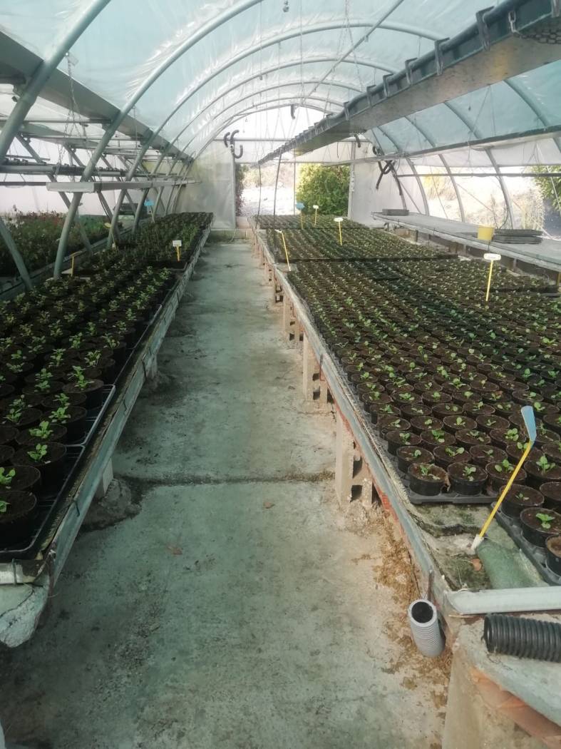 Giardino