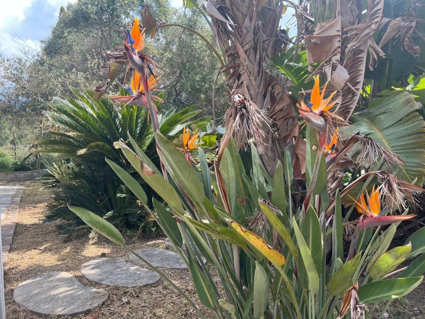 Giardino