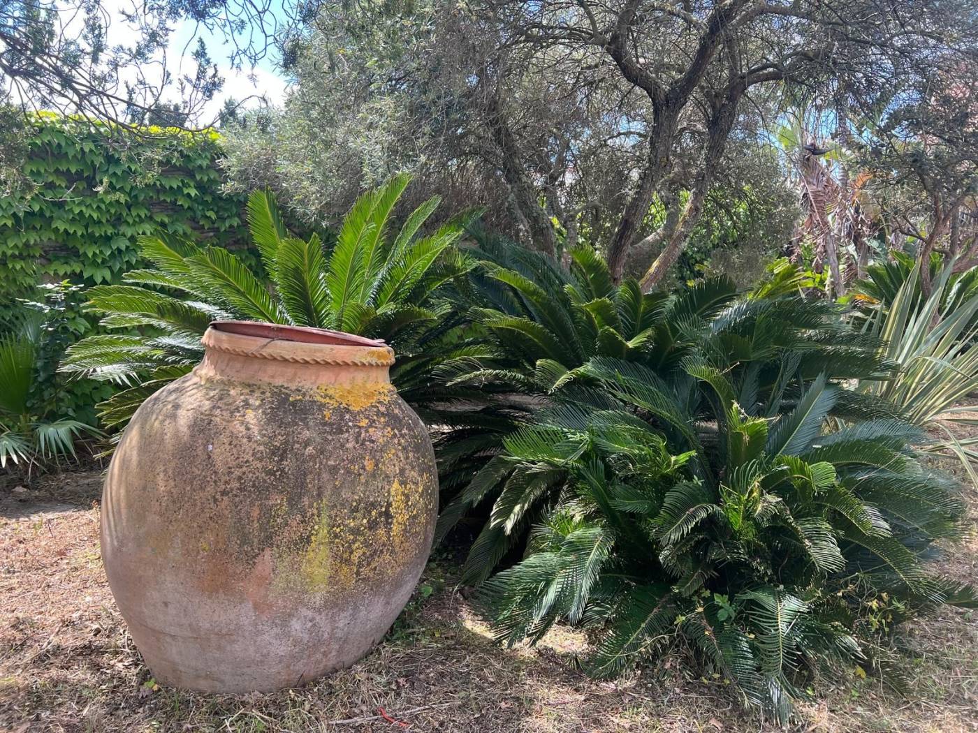 Terreno