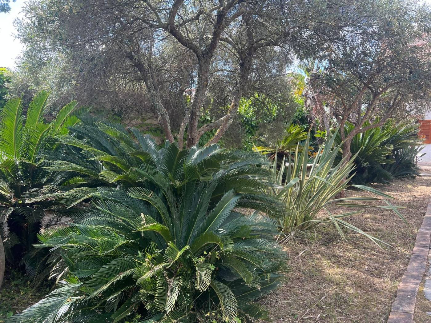 Giardino