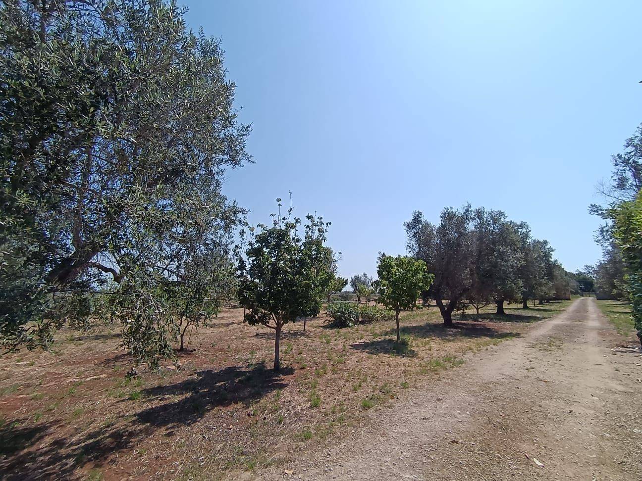 Terreno