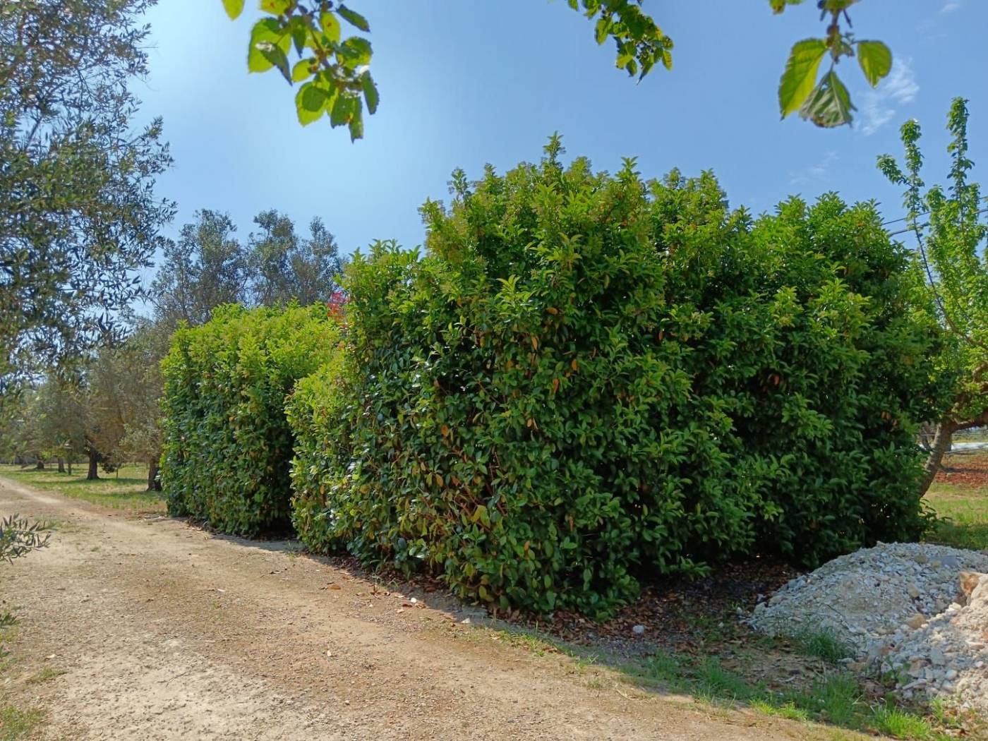Terreno