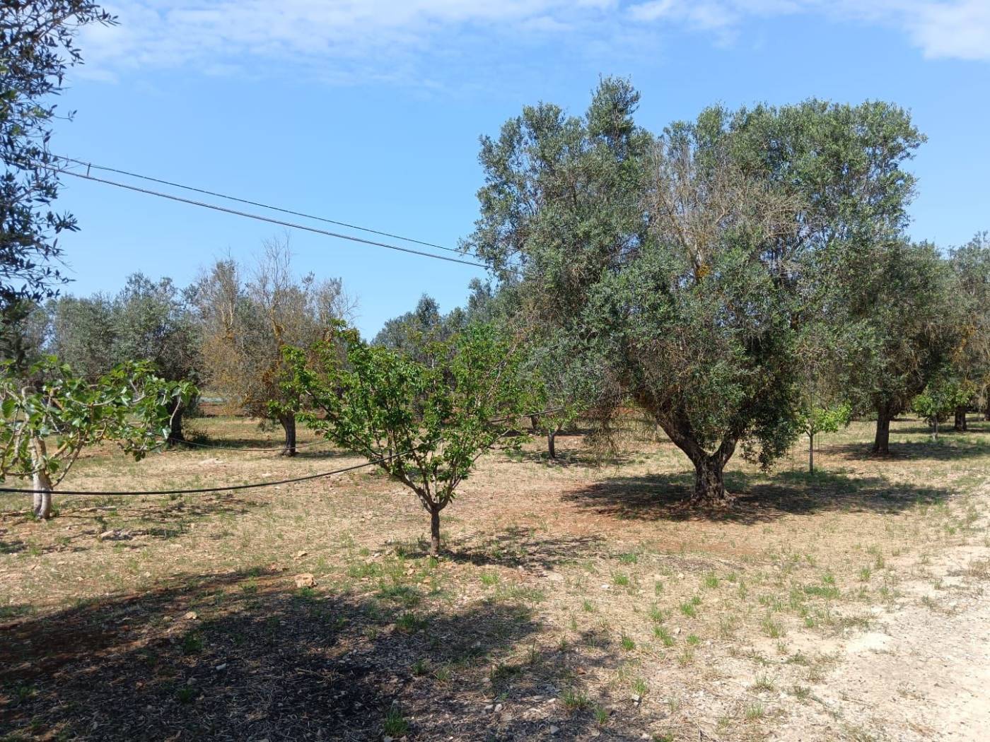 Terreno