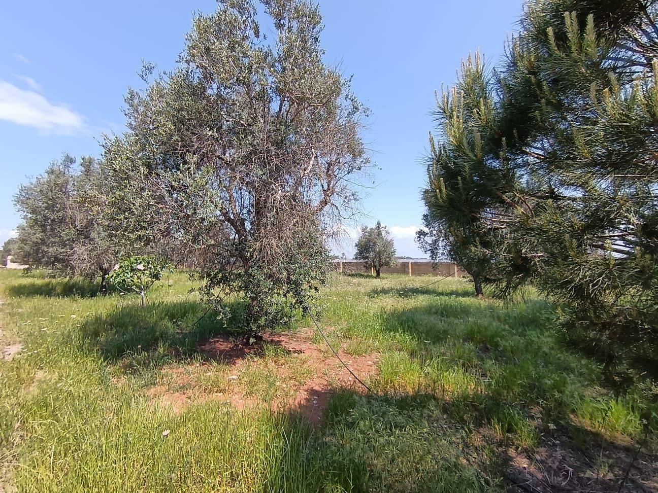 Terreno
