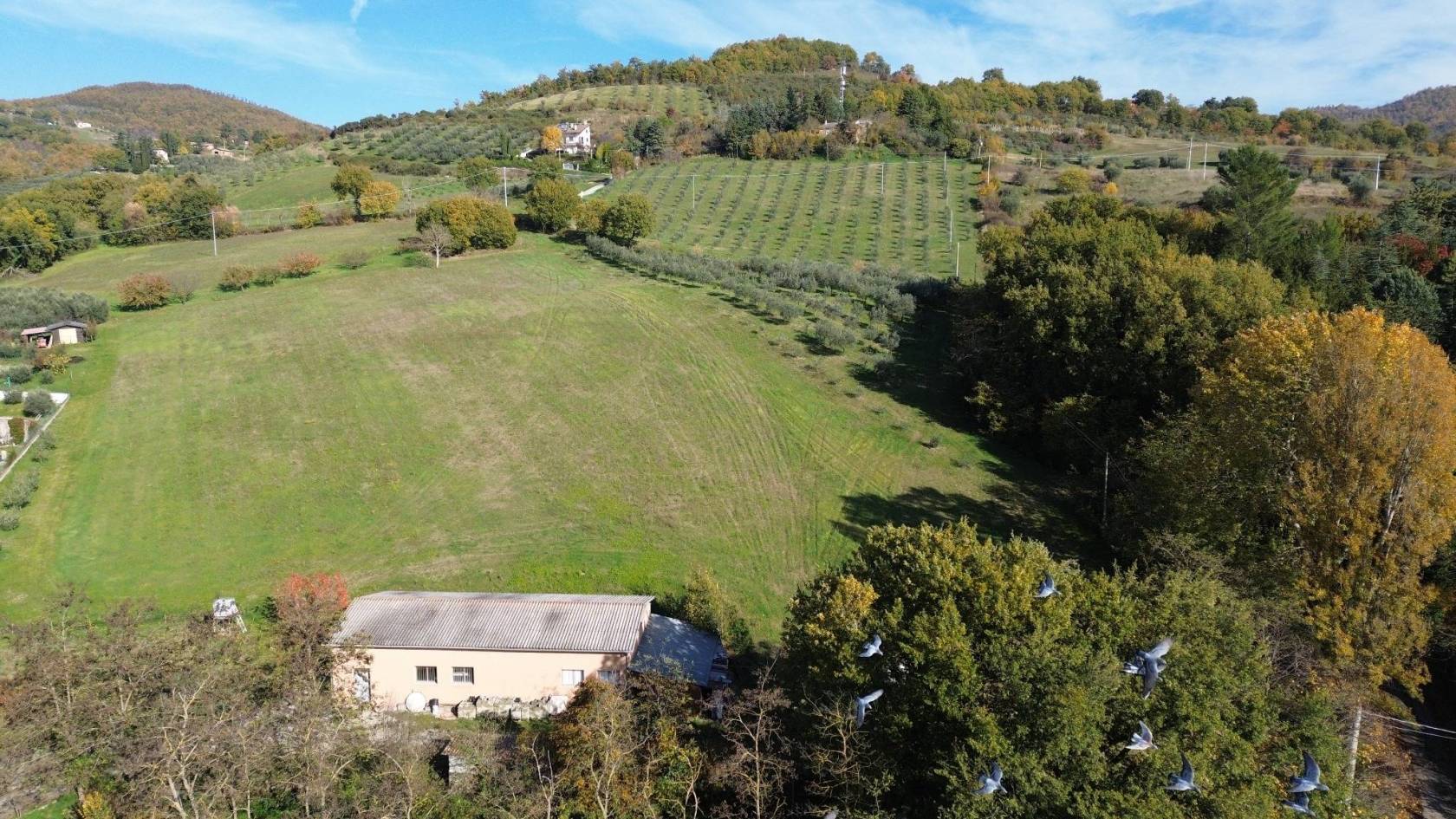 Vista