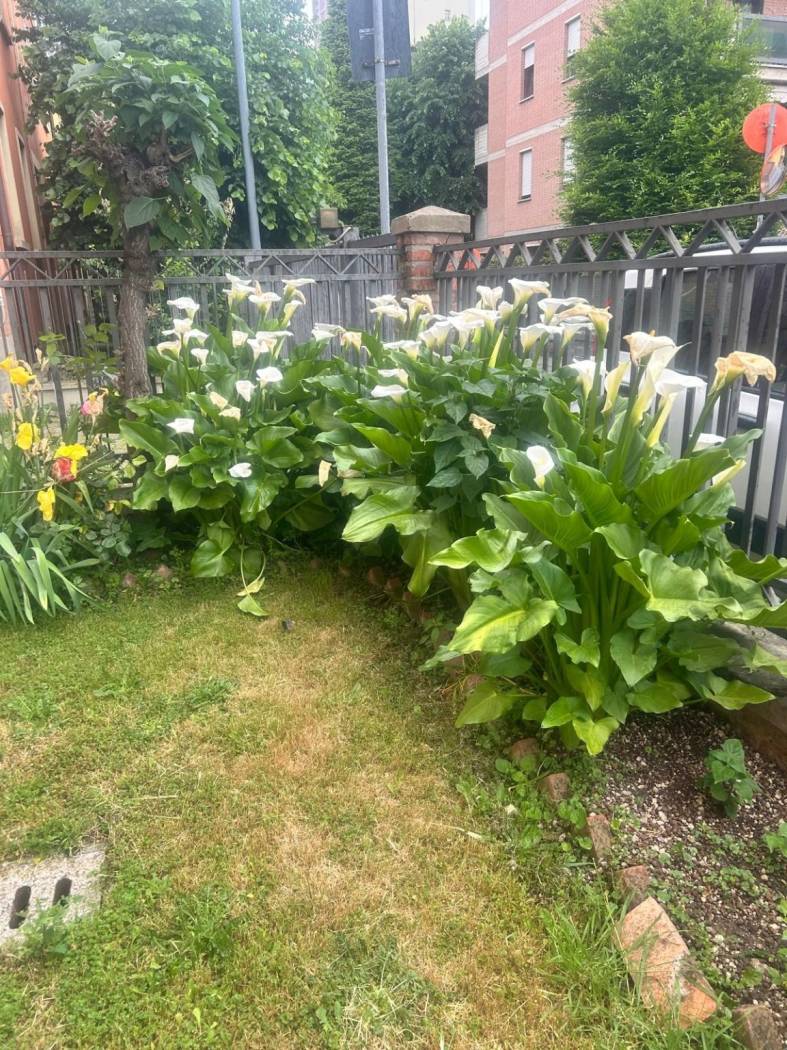 Giardino