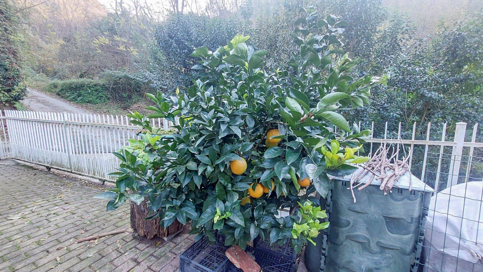 Giardino