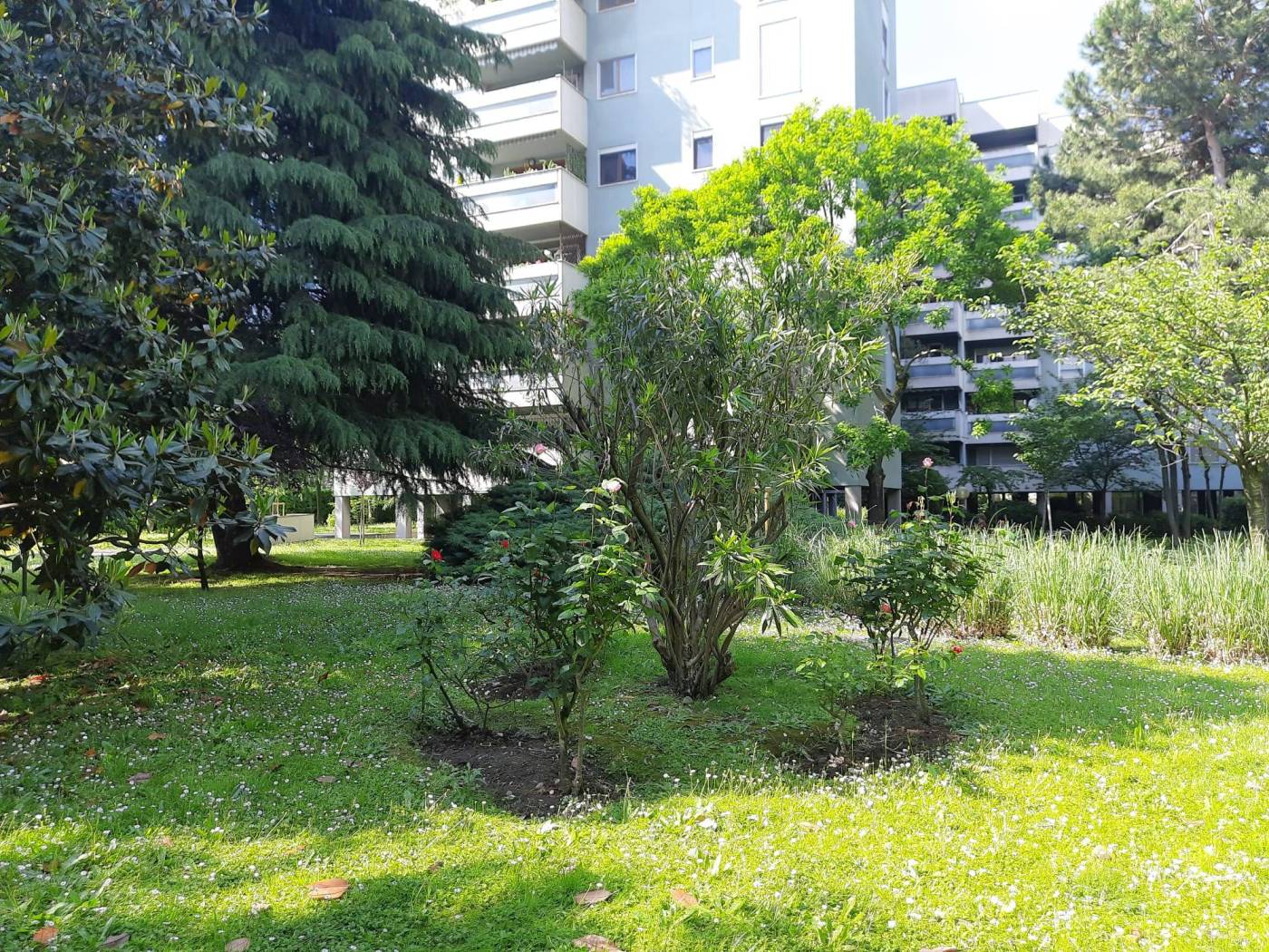 Giardino