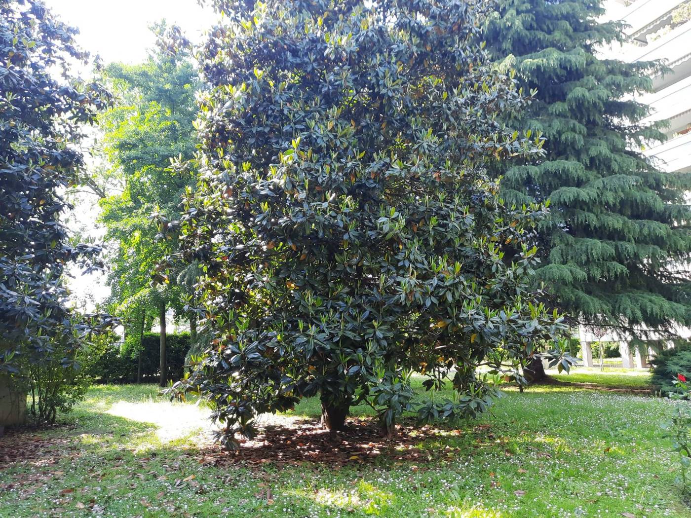 Giardino