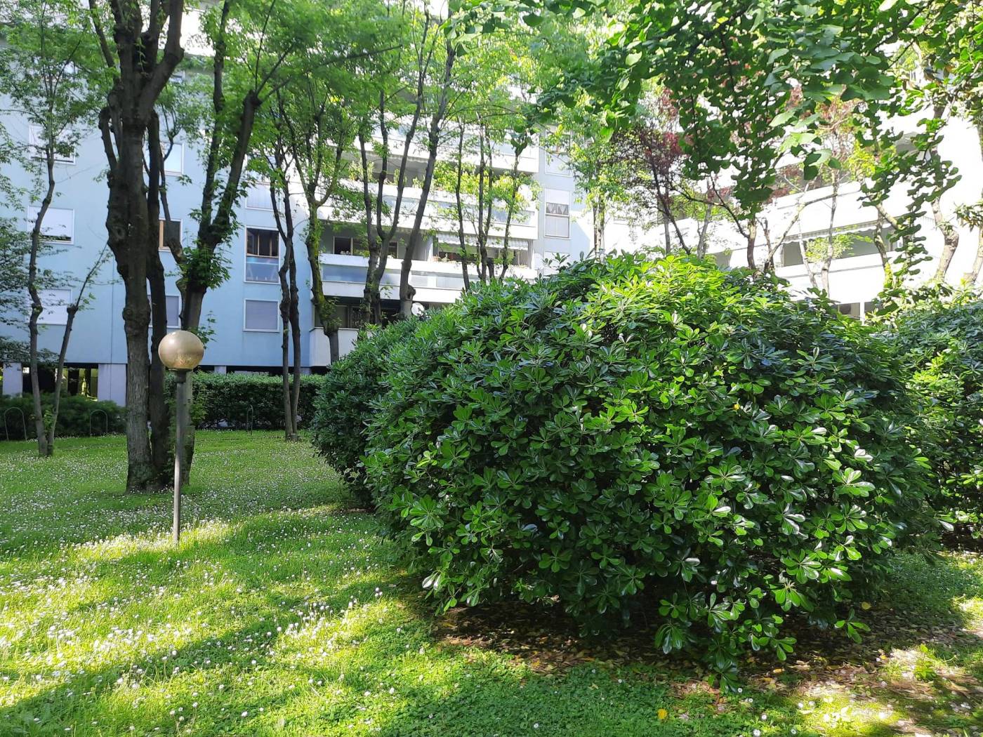 Giardino