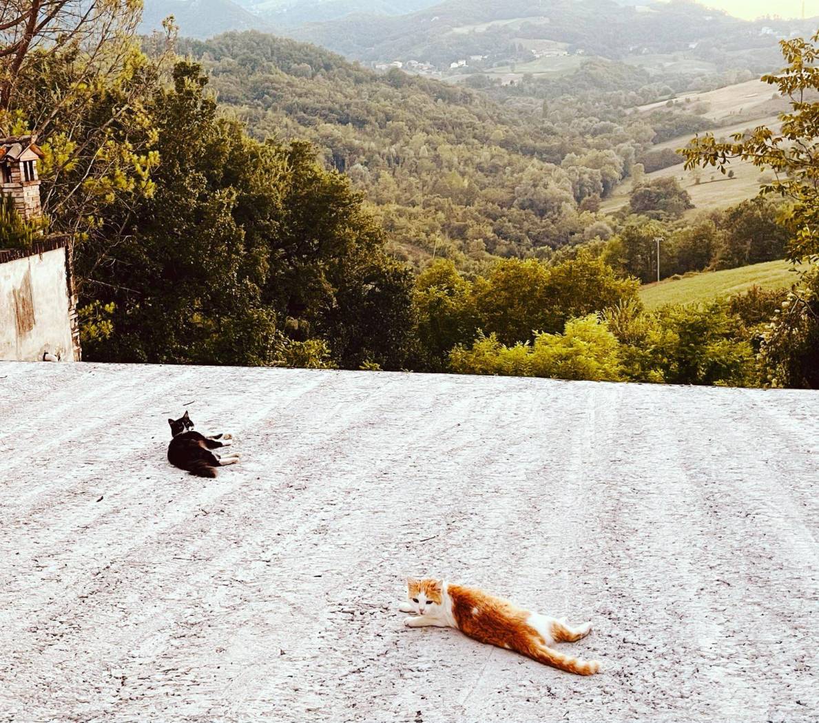 Vista