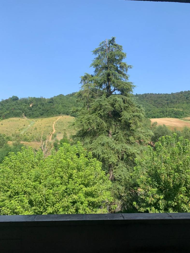 Vista