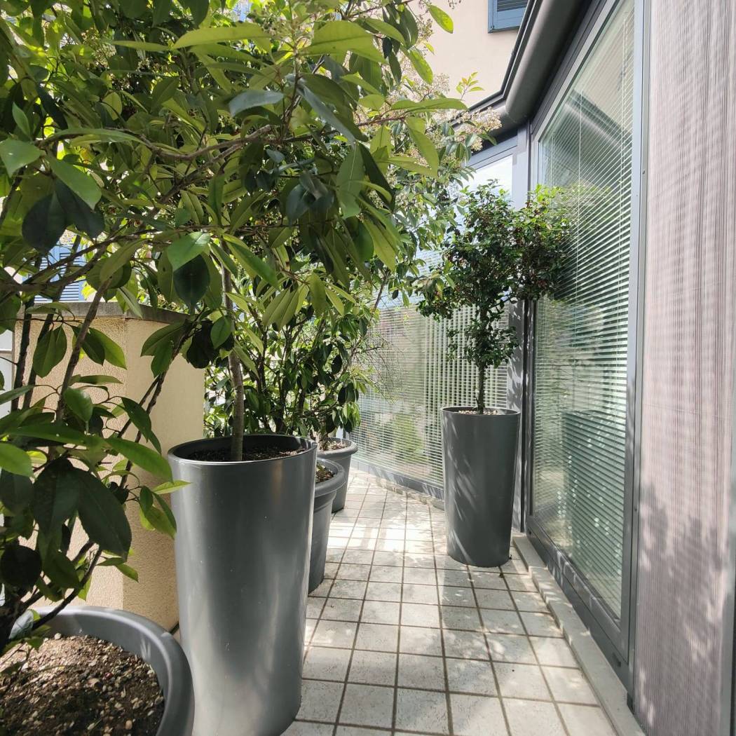 Giardino