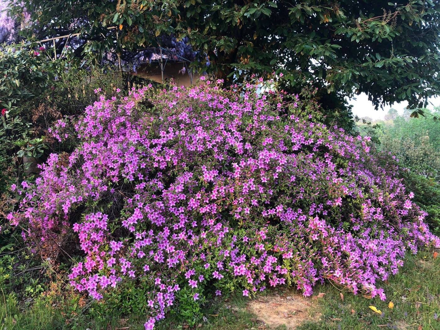 Giardino