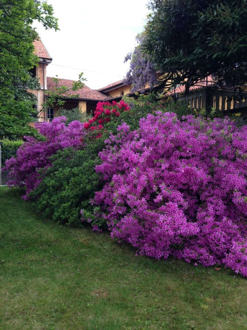 Giardino