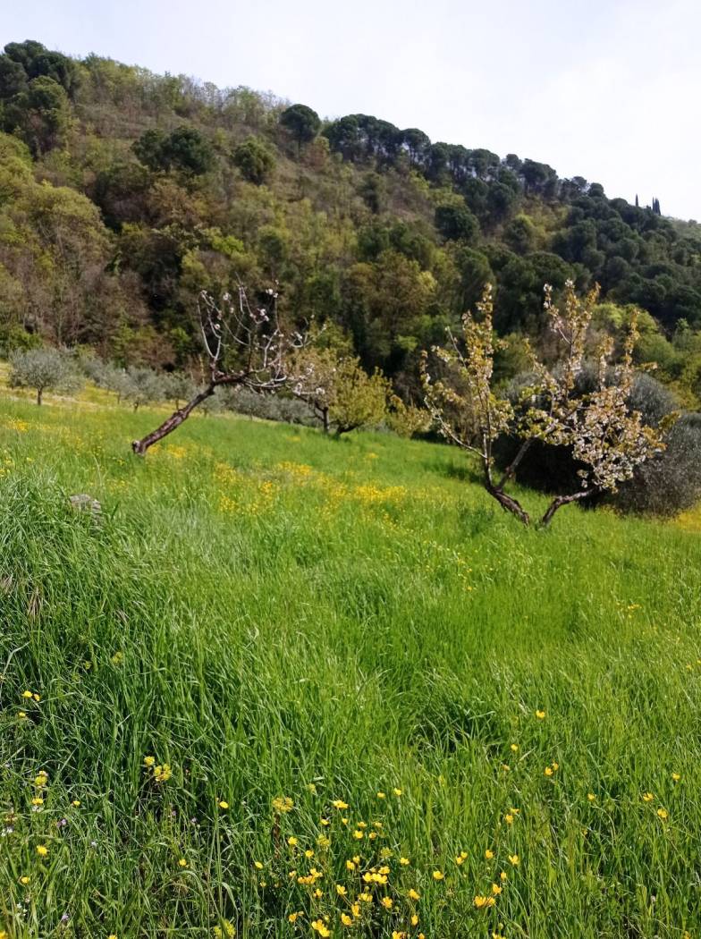Terreno