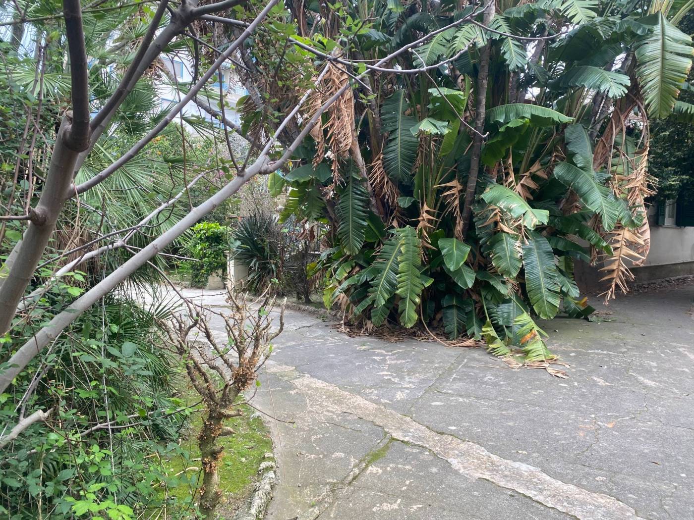 Giardino