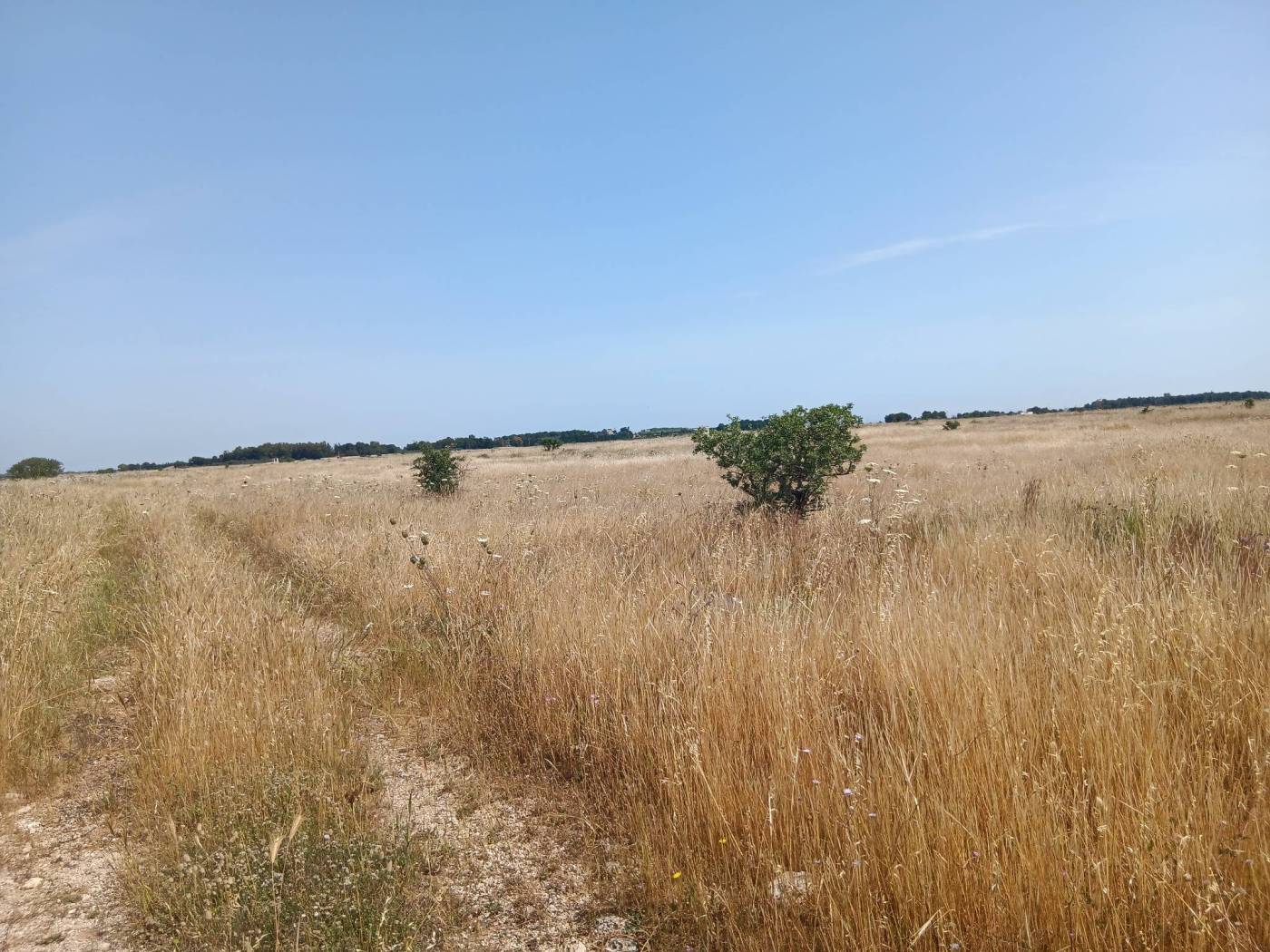 Terreno