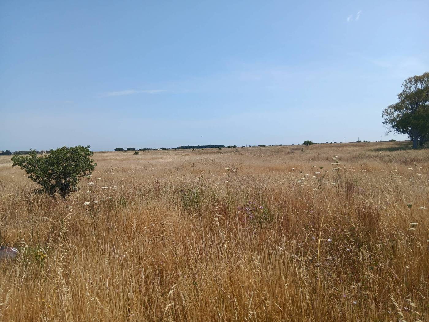 Terreno