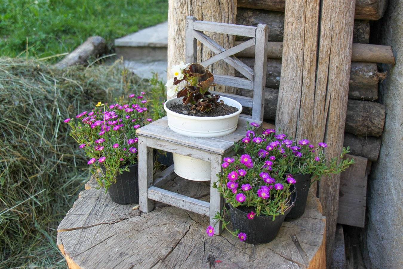 Giardino
