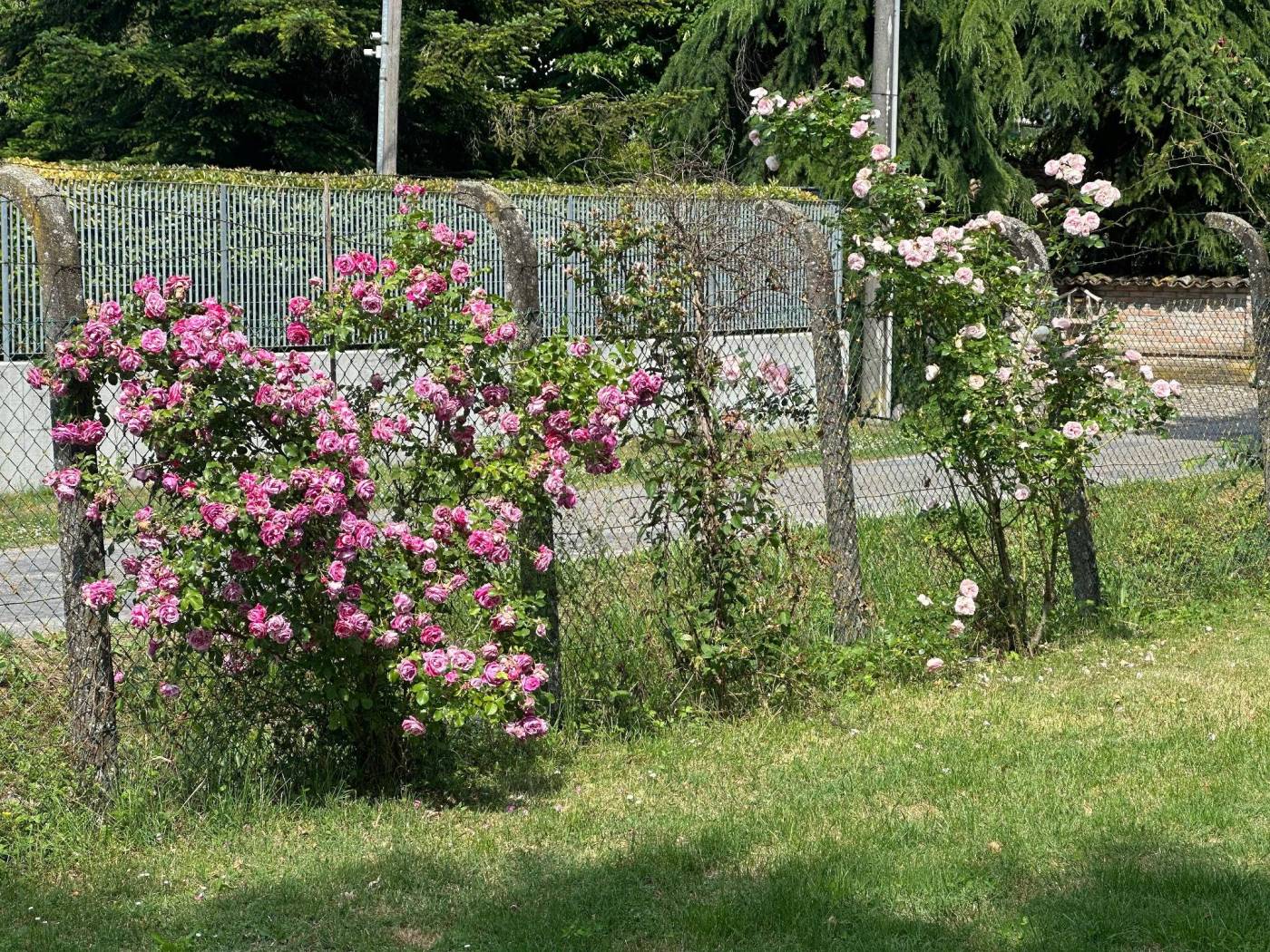 Giardino