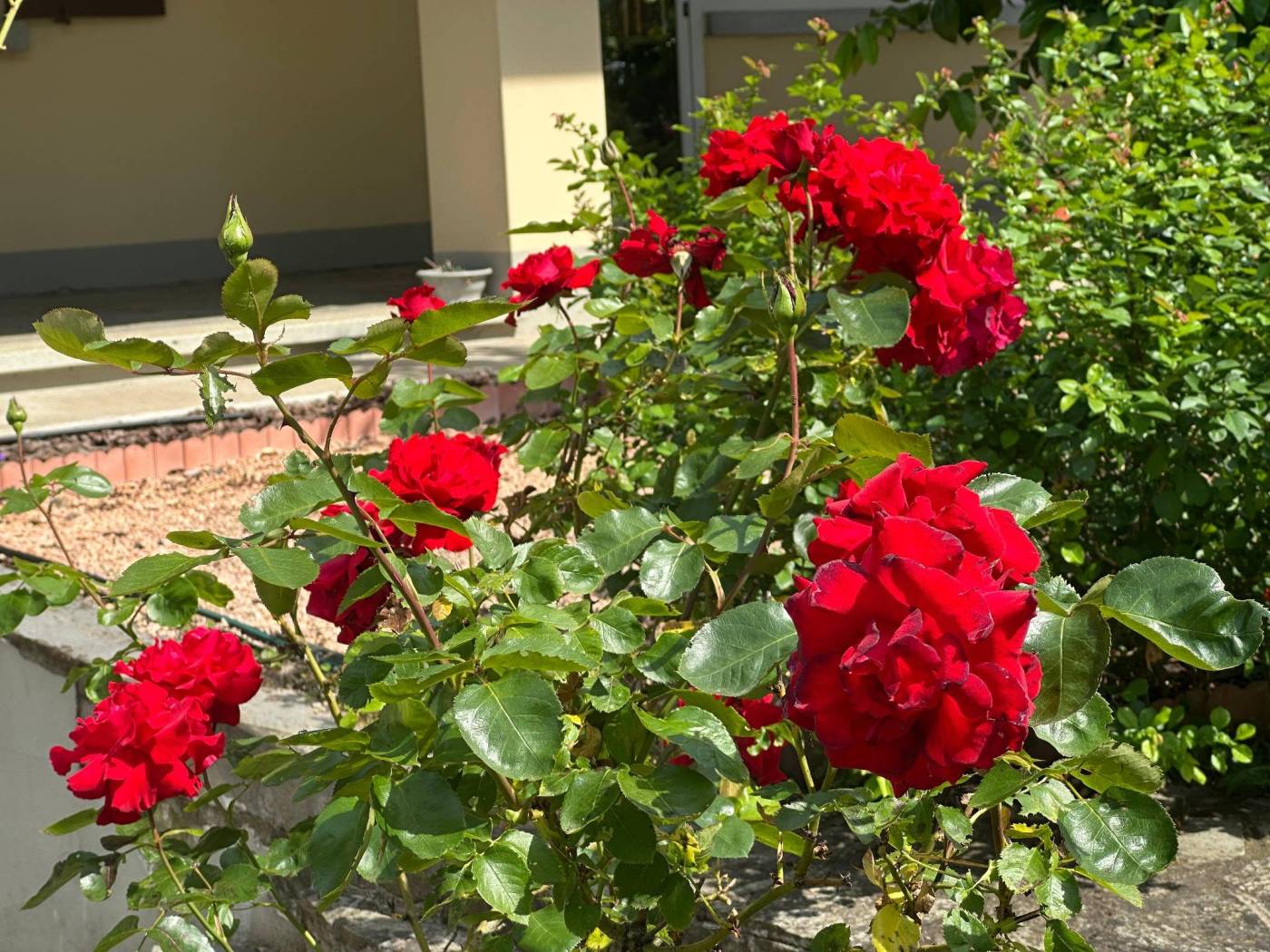 Giardino