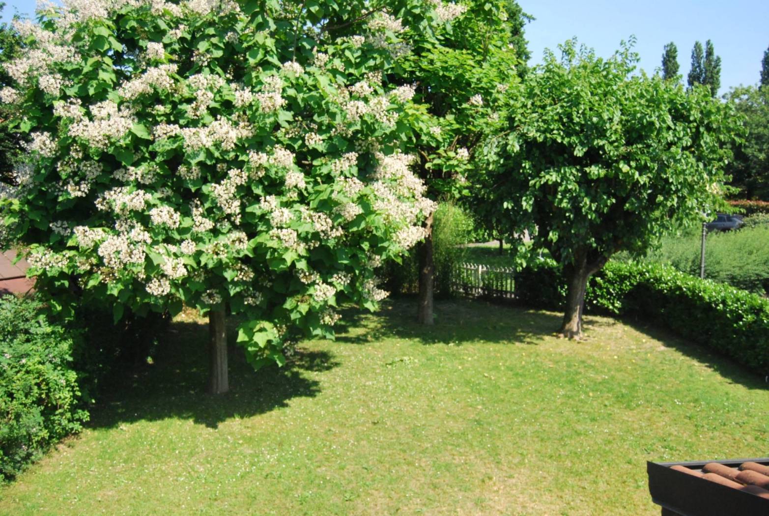 Giardino