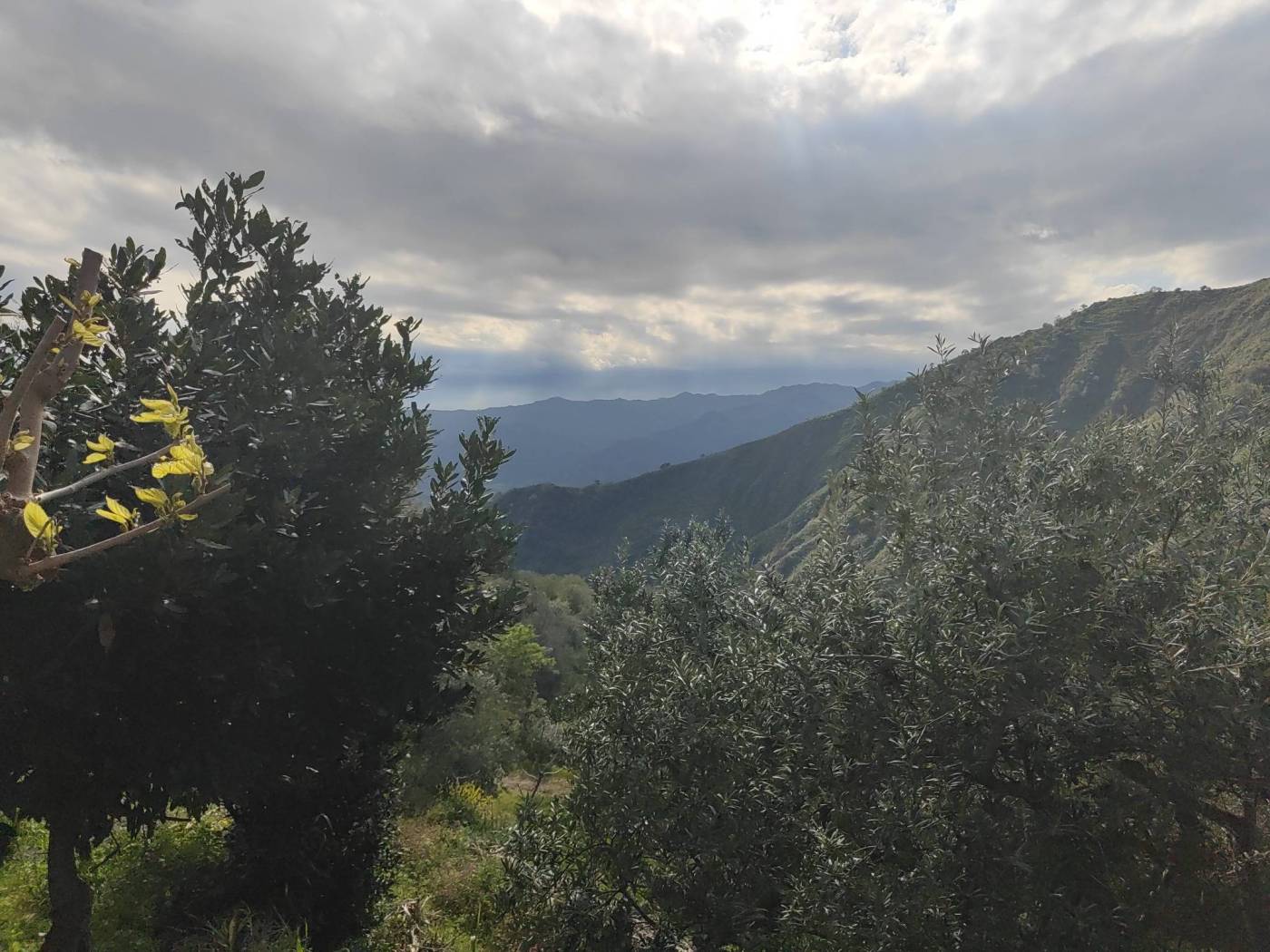 Vista