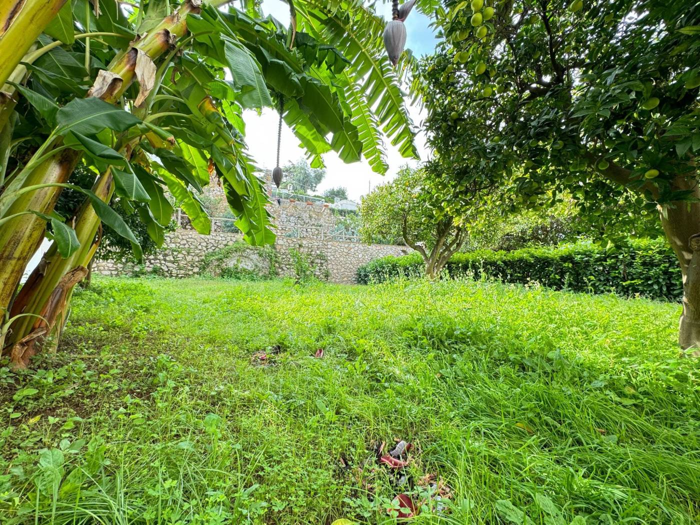 Giardino