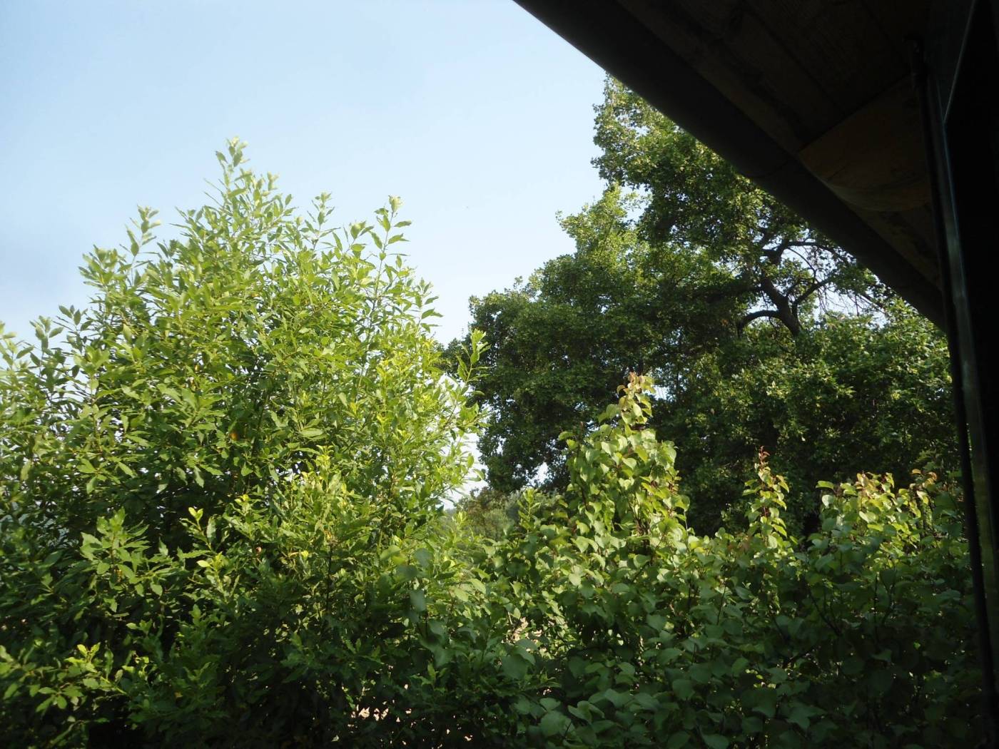Vista