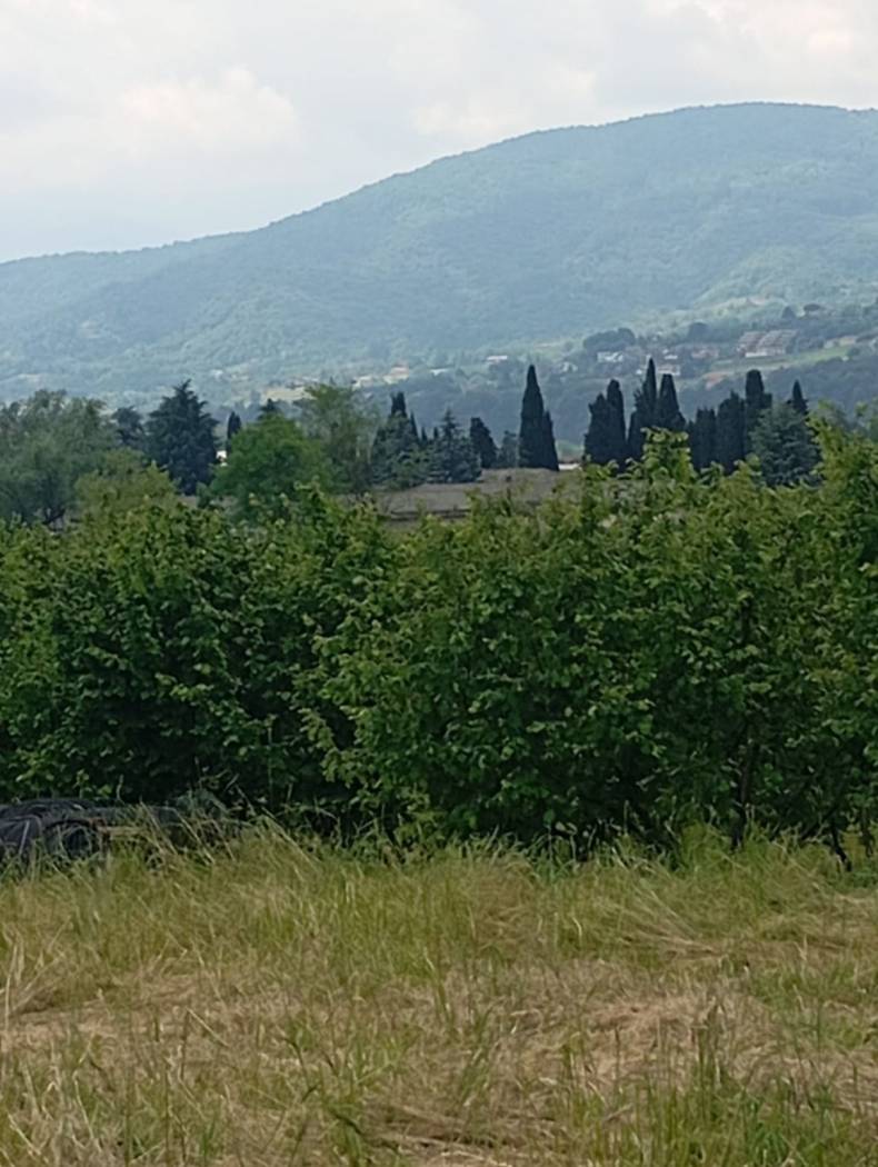 Vista