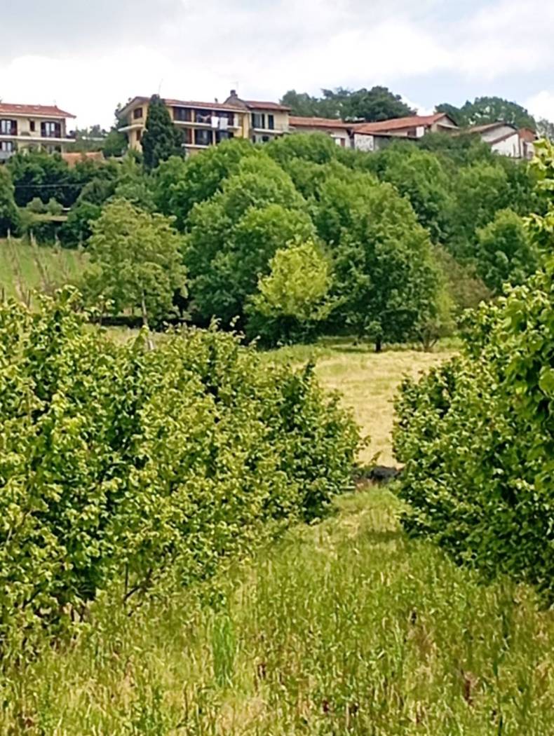 Vista