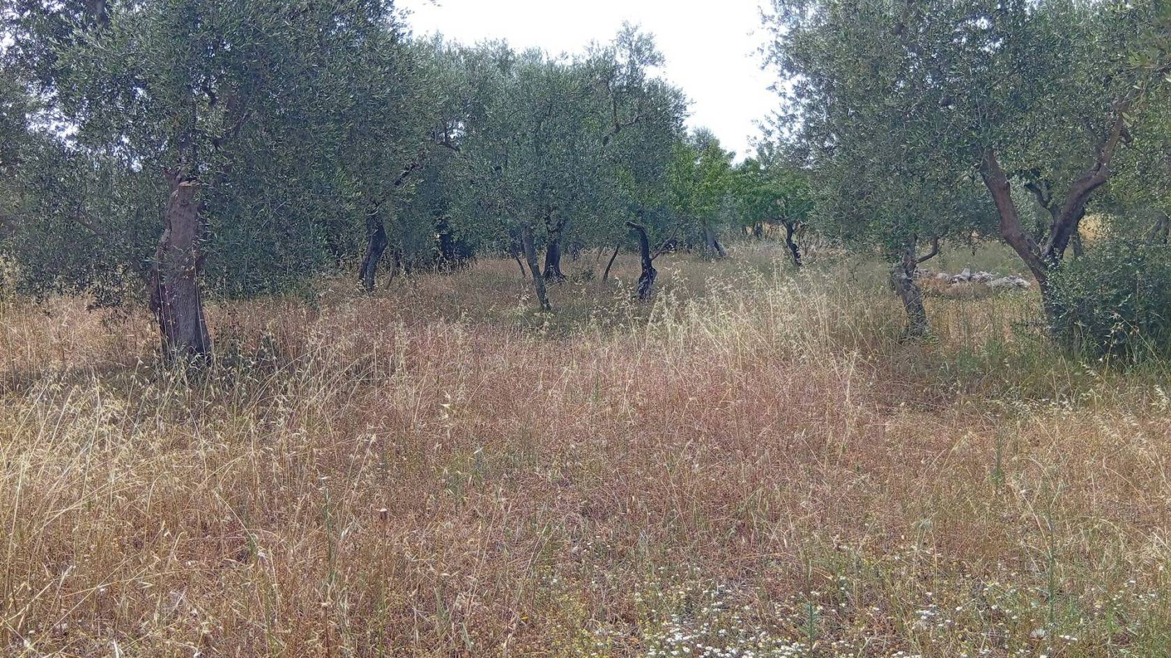 Terreno