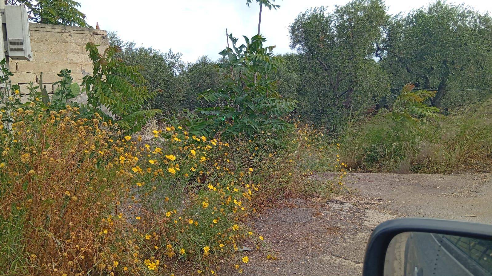 Terreno