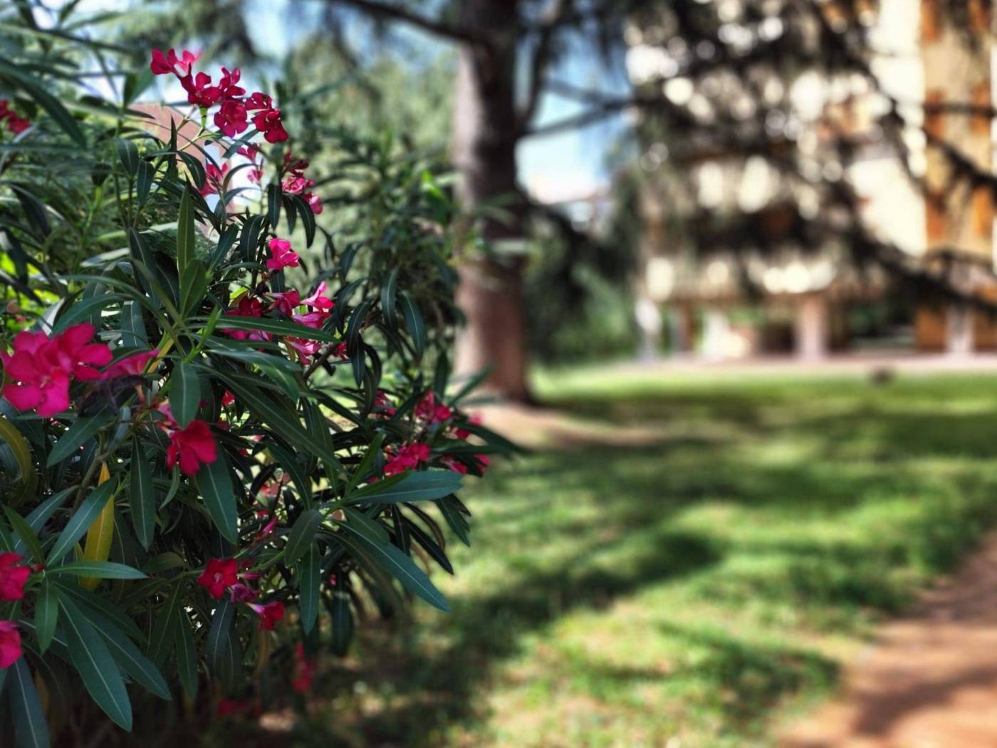 Giardino