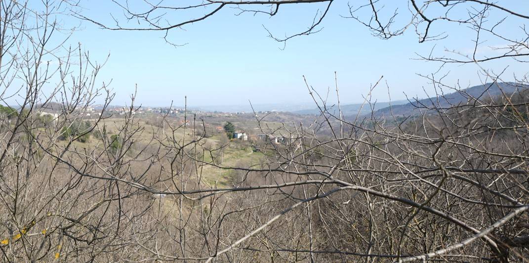 Vista