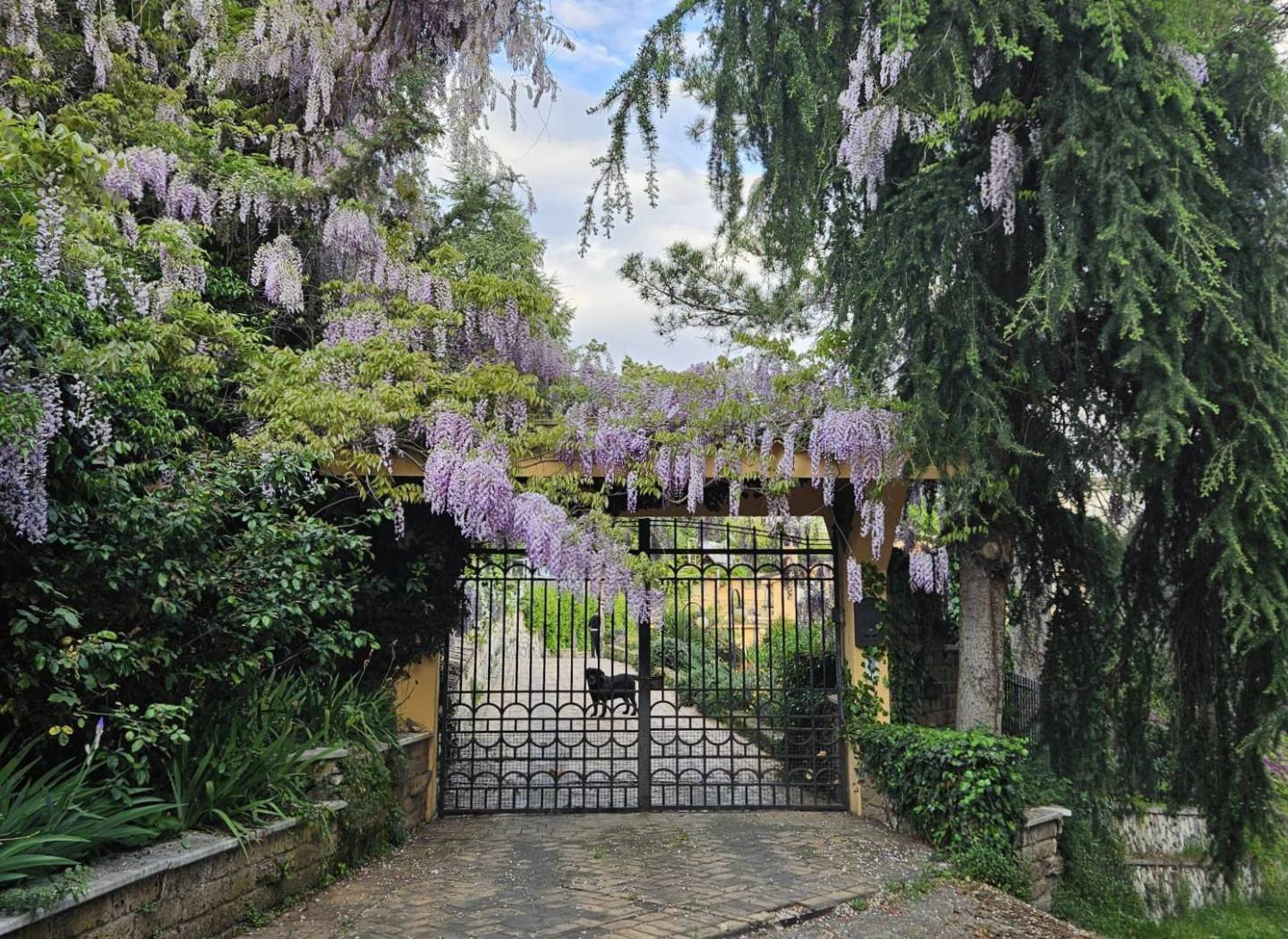 Giardino