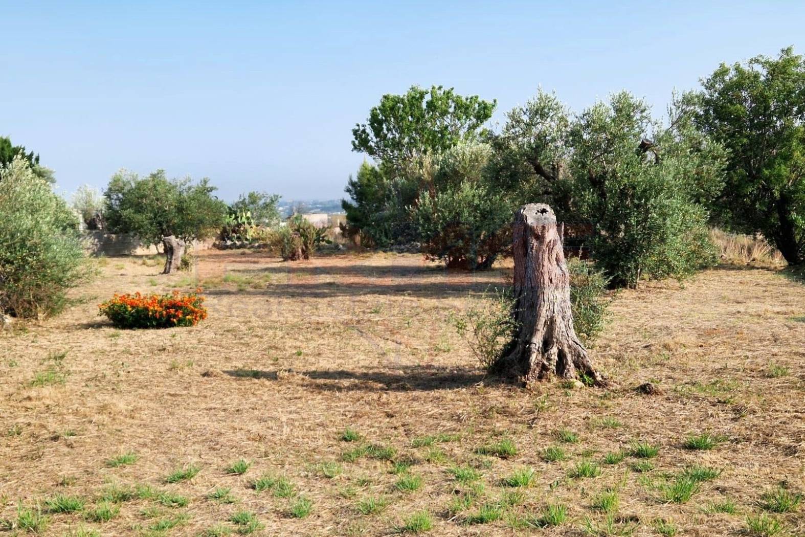 Terreno