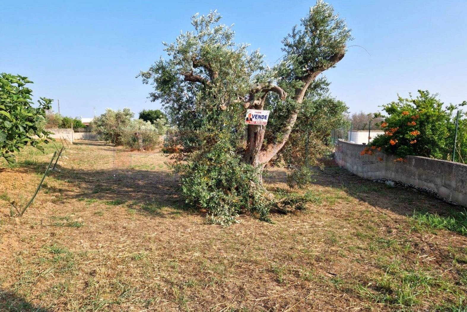 Terreno