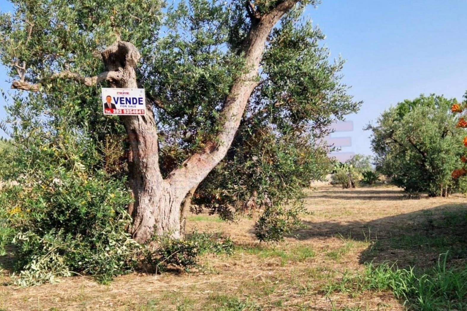 Terreno