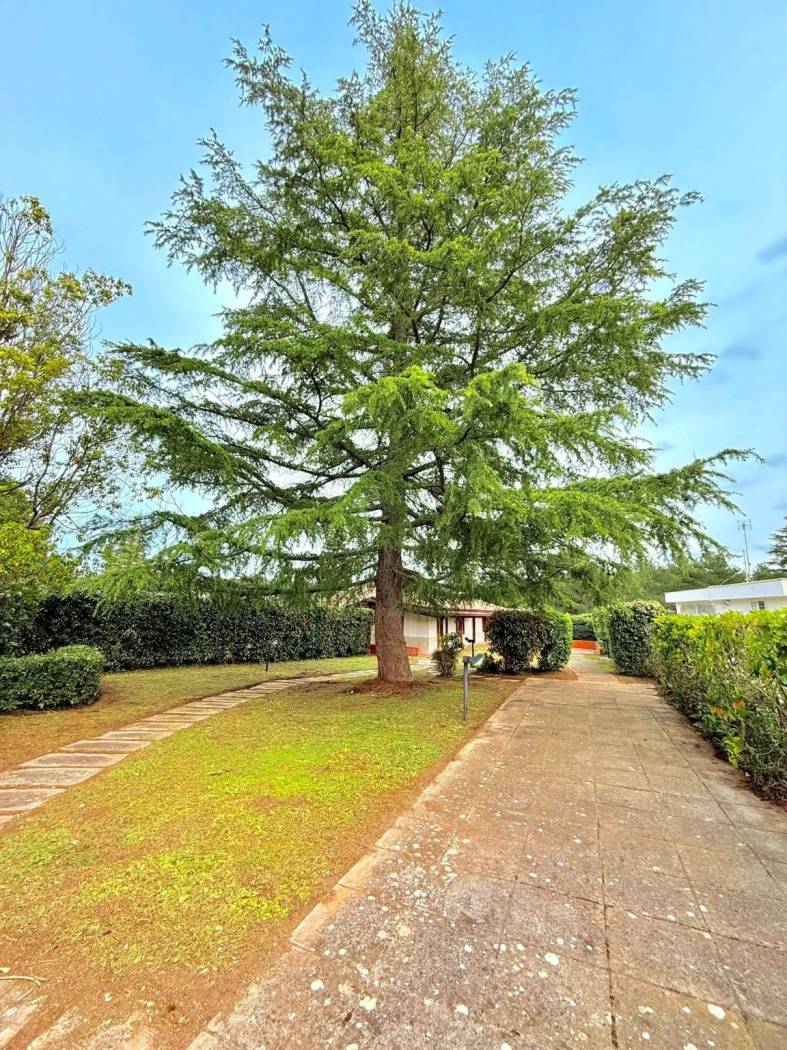 Giardino