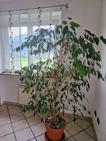 Dettagli