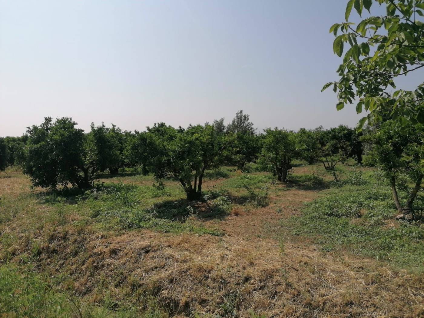 Terreno