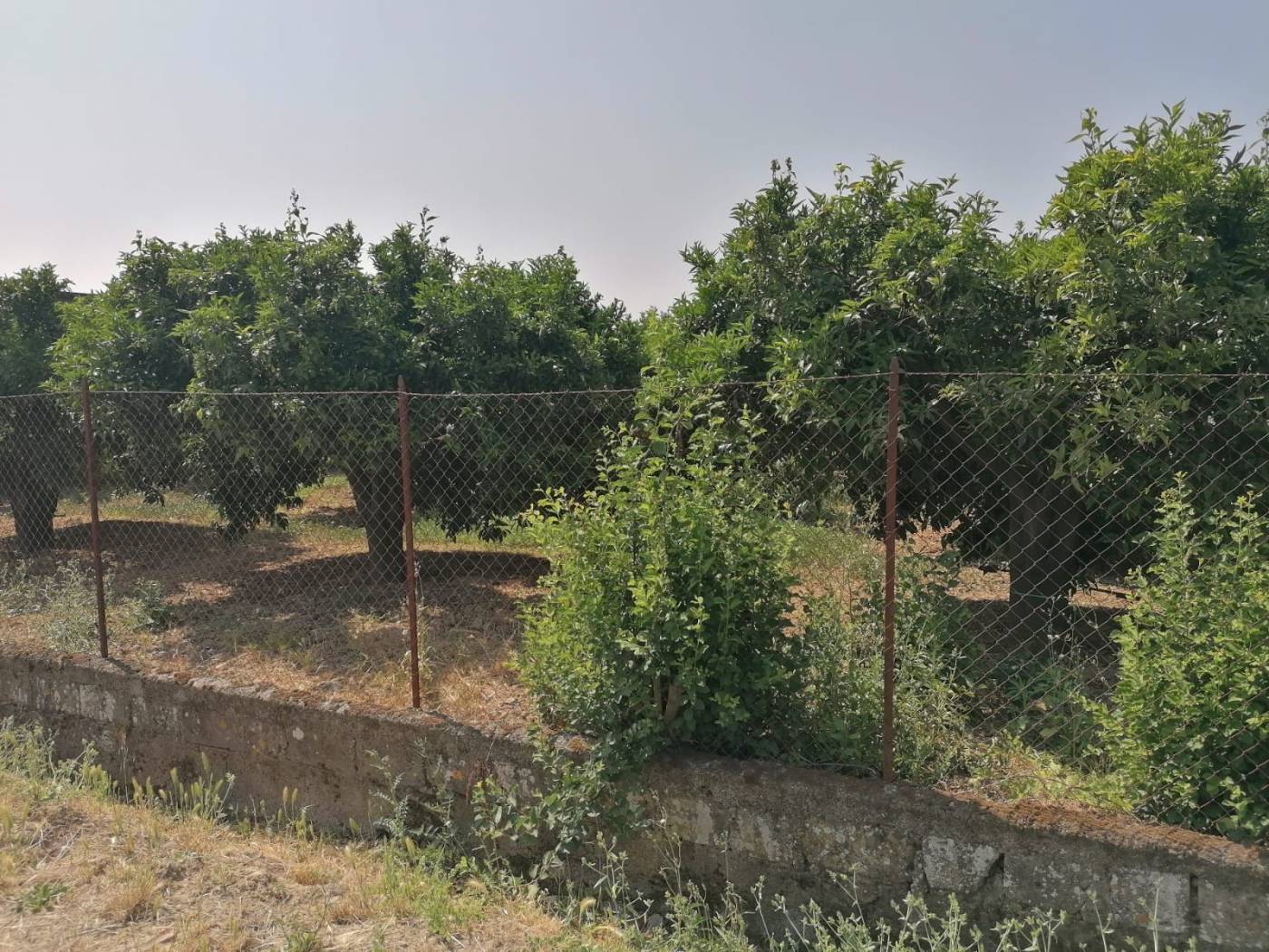Terreno