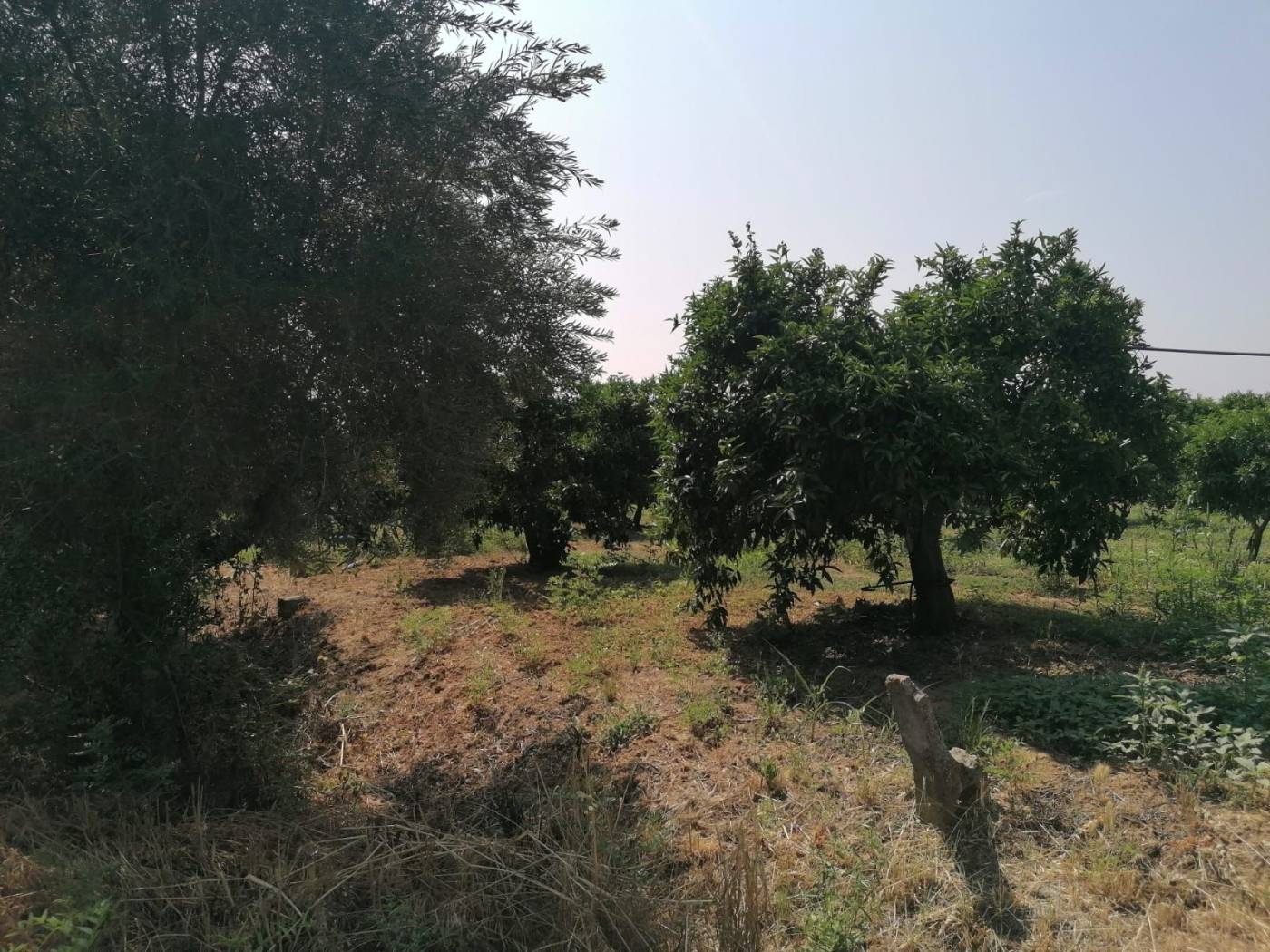 Terreno